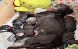 Cocker Spaniel dogs for sale: Cocker Spaniel pups. Ready 27/09/25 - Image 18