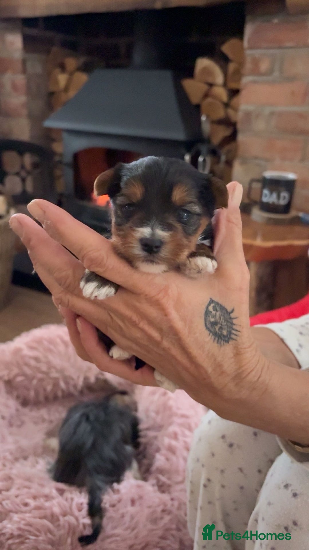Yorkshire Terrier dogs for sale: Miniature Yorkshire Terriers - Advert 5