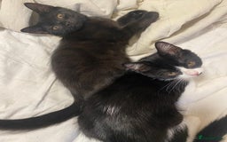 Persian cats for sale: Two Beautiful Half Persian Male Kittens  - Image 1