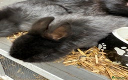 Netherland Dwarf rabbits for sale: Netherland dwarf rabbits for sale  - Image 12