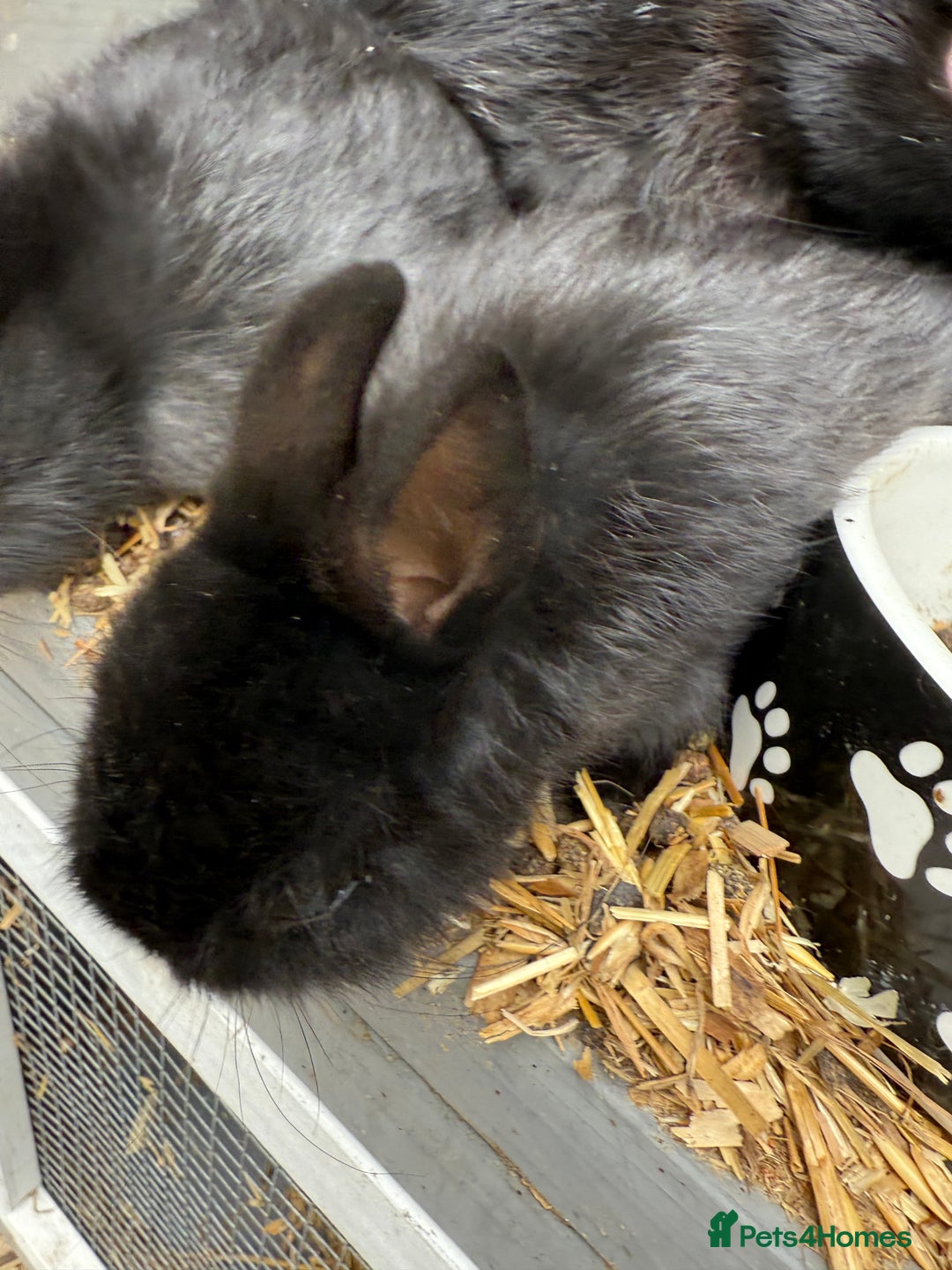 Netherland Dwarf rabbits for sale: Netherland dwarf rabbits for sale  - Image 12