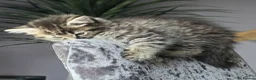 Mixed Breed cats for sale: Adorable Ragdoll X Norwegian forest Kittens  - Advert 9