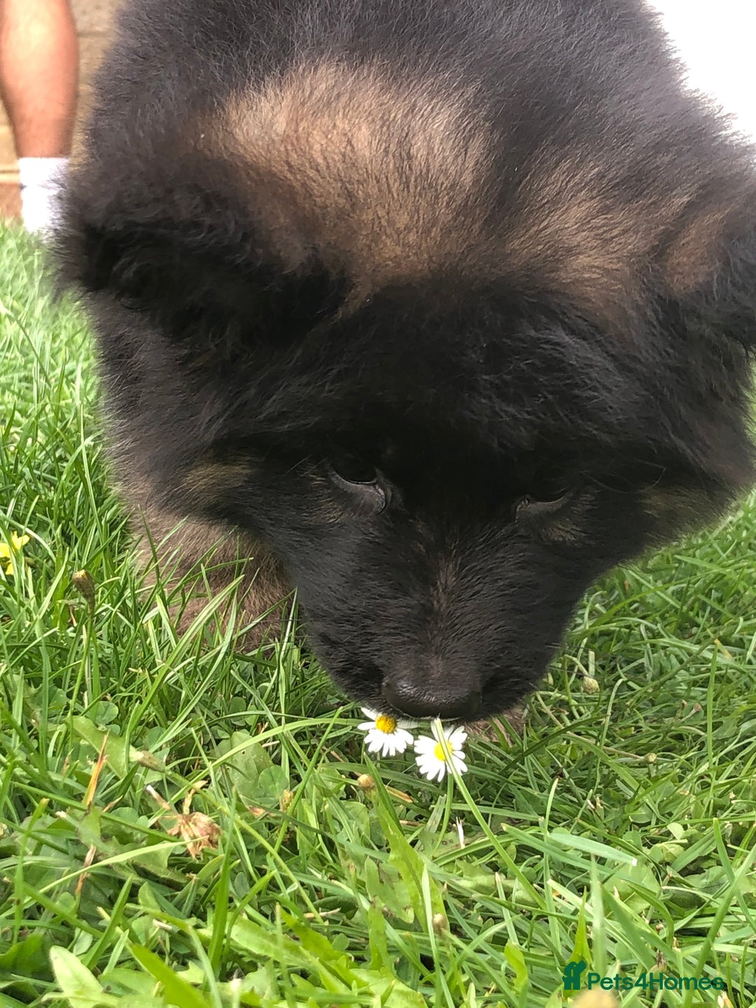 German Shepherd dogs for sale:  kc health tested long haired German shepherd pups - Image 38