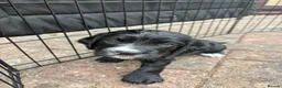 Sprocker dogs for sale: Beautiful sprocker puppies  - Advert 11