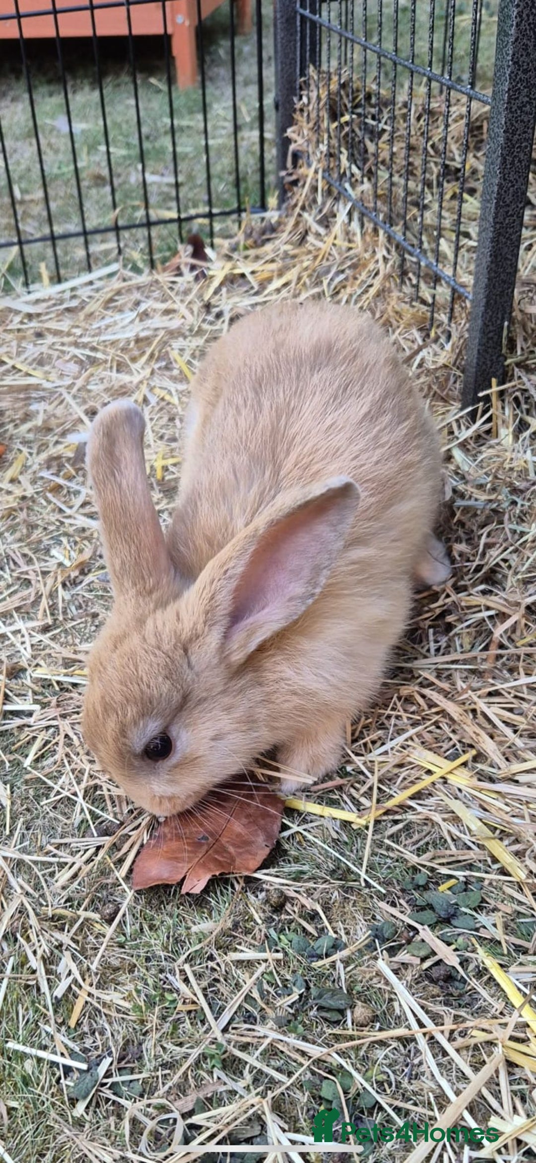 Mini Lop rabbits for sale: 2 Mini lop bunnies ready for new homee. £30 each - Image 4