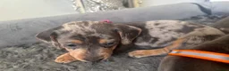 Dachshund dogs for sale: 9 amazing dapple dachshund puppys  - Advert 11