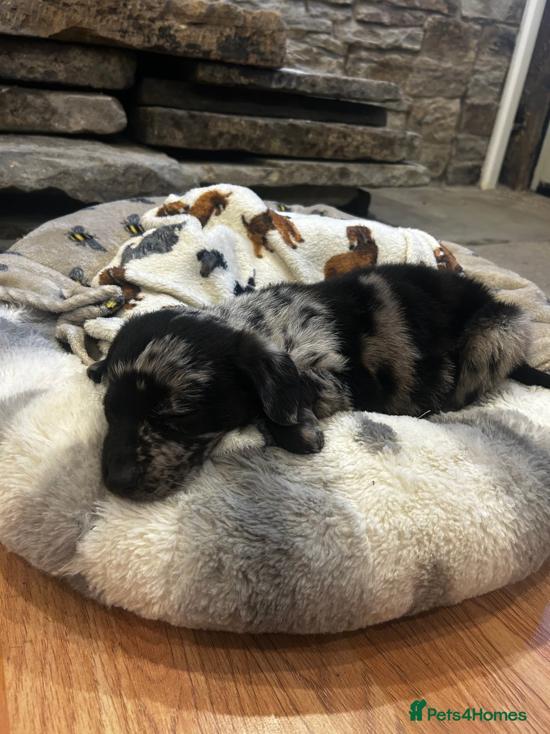 Mixed Breed dogs for sale: Welsh collie X Labrador puppy  - Advert 1