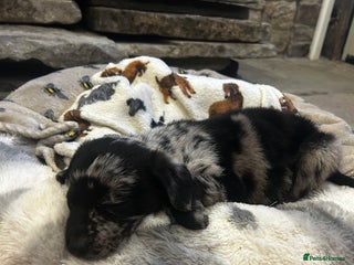 Mixed Breed dogs Welsh collie X Labrador puppy - Advert 1