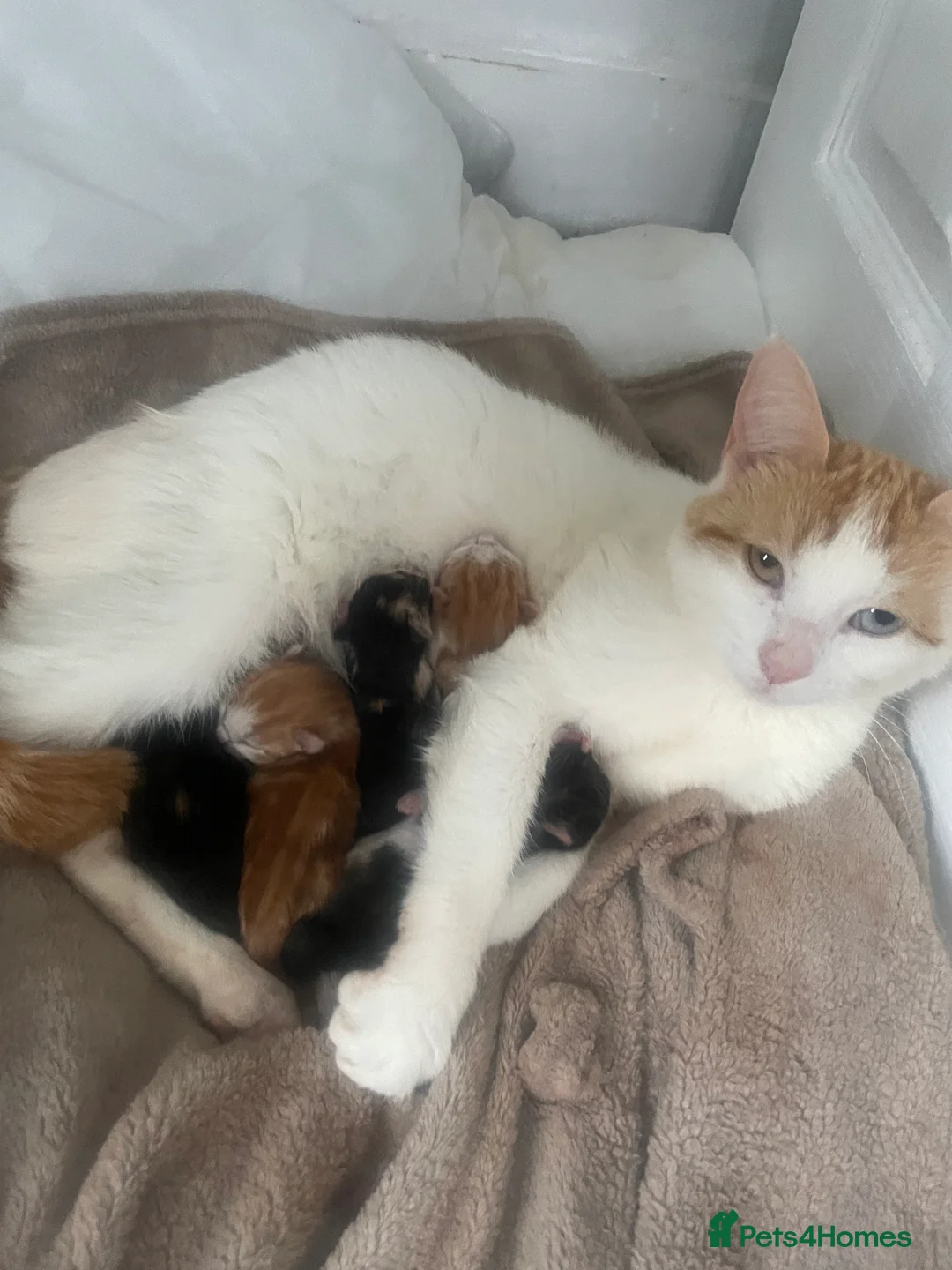 Mixed Breed cats for sale: GINGER MALE KITTEN READY TO LEAVE  - Advert 2