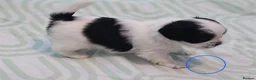 Shih Tzu dogs for sale: Shih Tzu puppies for sale  - Advert 5