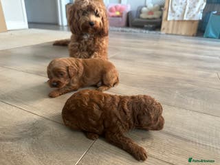 Cockapoo dogs F1b cockapoo girls for sale. - Advert 13