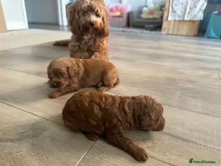 Cockapoo dogs F1b cockapoo girls for sale. - Advert 9