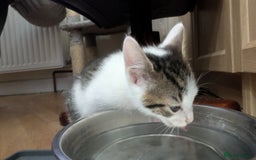 Mixed Breed cats for sale: Mixed breed kittens - available immediately  - Image 5