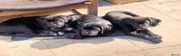 Cane Corso dogs for sale: Cane Corso puppies ready to leave now - Advert 1