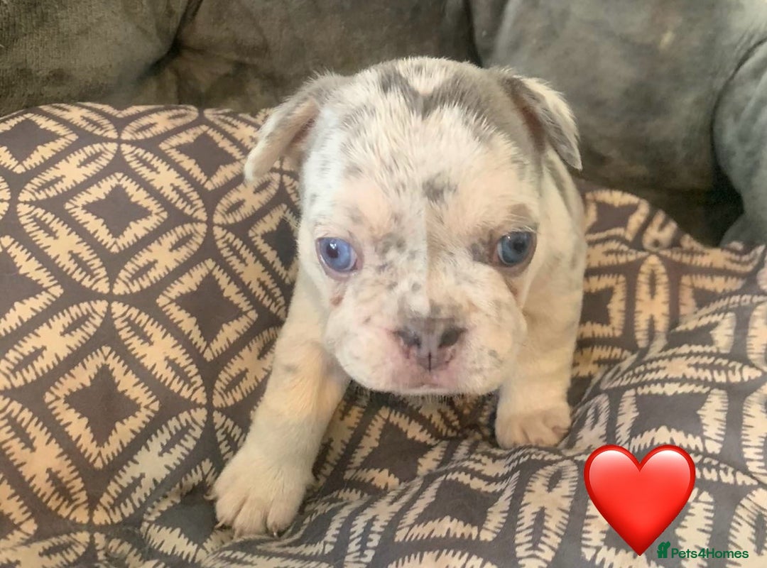 French Bulldog dogs for sale: Beautiful Pink, blue and tan and merl Frenchies - Image 4