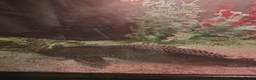 Catfish fish for sale: Plec for good home - Advert 2