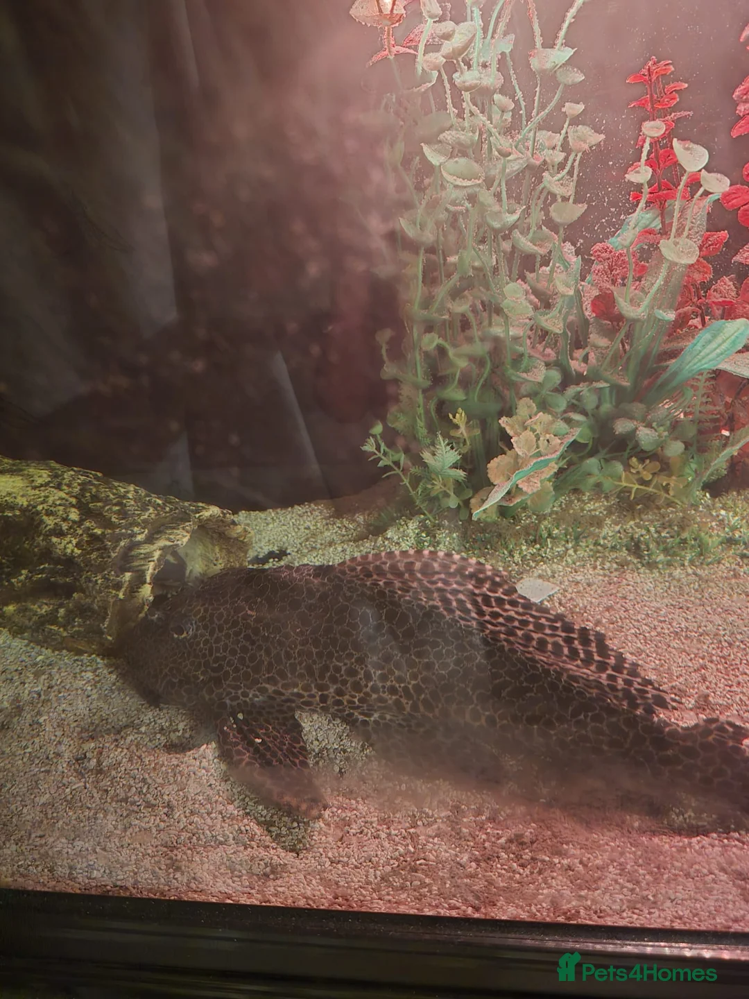 Catfish fish for sale: Plec for good home - Advert 2
