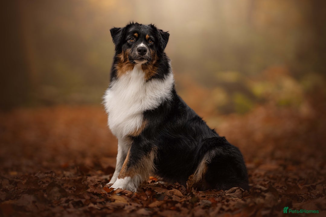 Australian Shepherd dogs for sale: Australian Shepherd puppies - Image 10