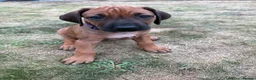 Rhodesian Ridgeback dogs for sale: Rhodesian Ridgeback puppies, health tested kc reg - Advert 16