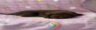Labrador Retriever 4