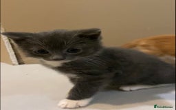 British Shorthair cats for sale: 6 kittens mixture of colours, bred from house cat  - Image 18