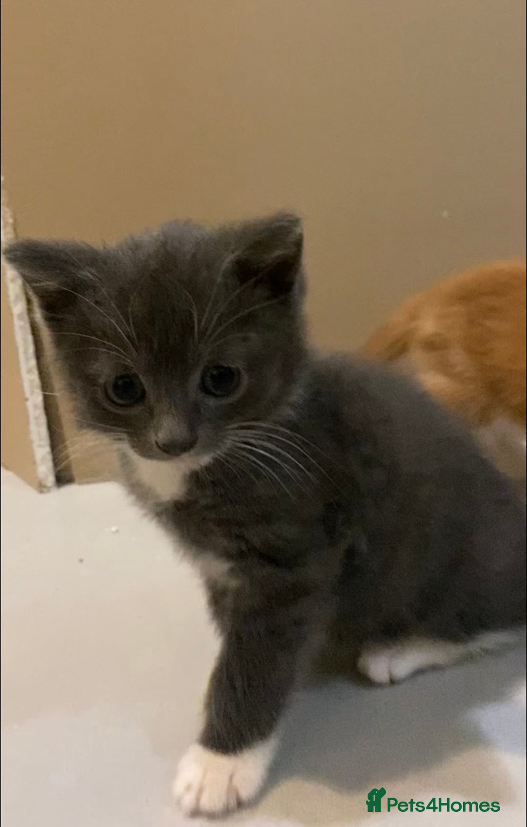 British Shorthair cats for sale: 6 kittens mixture of colours, bred from house cat  - Image 18