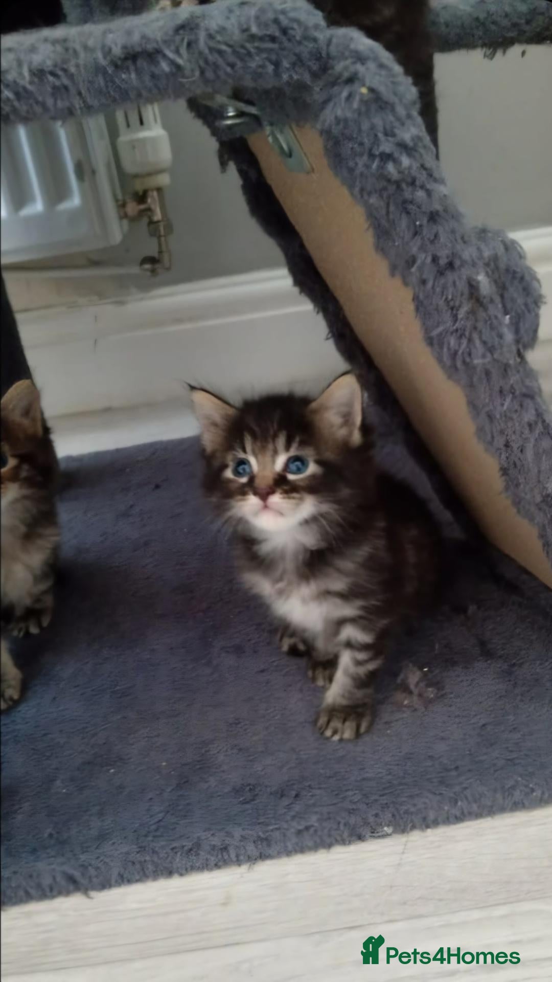 Mixed Breed cats Ginger, black and white half british shorthair - Advert 1