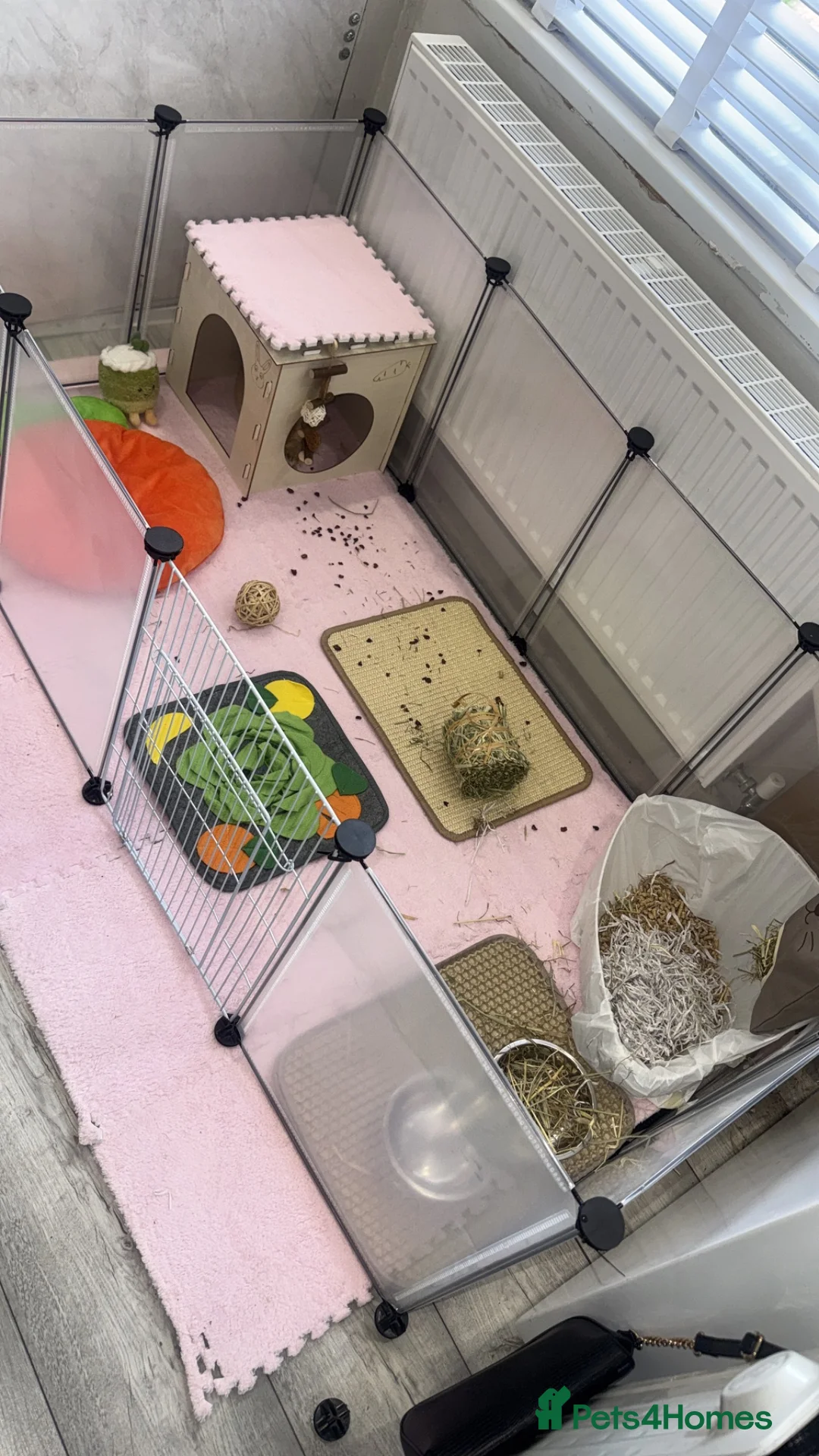 Mini Lop rabbits for sale: Girl Mini Lop for sale in Scunthorpe - Advert 2
