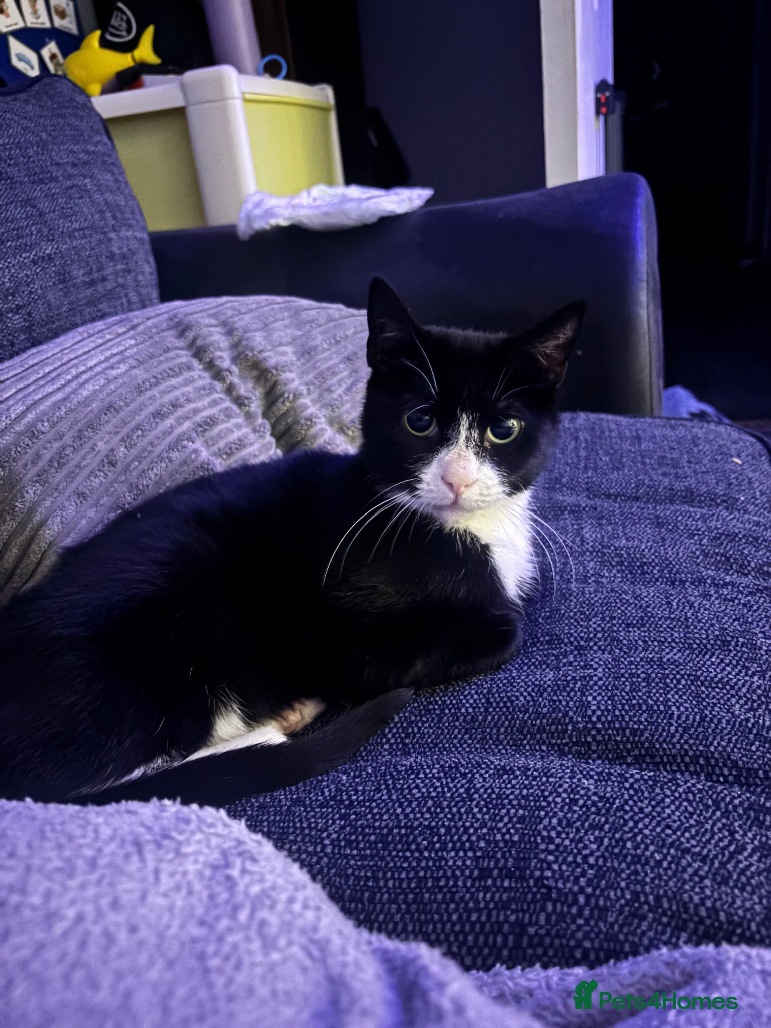 Domestic Shorthair cats Mia - ready for adoption  - Advert 3