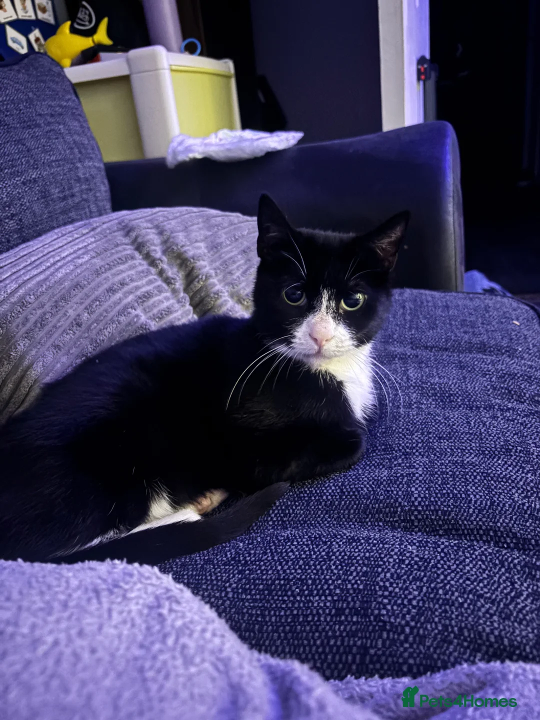 Domestic Shorthair cats for sale: Mia - ready for adoption  - Advert 1