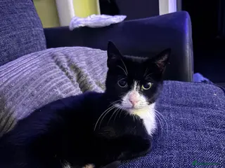 Domestic Shorthair cats Mia - ready for adoption - Advert 1