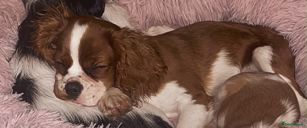 Mixed Breed dogs Cavalier King Charles x Chihuahua - Advert 2