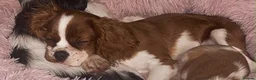 Mixed Breed dogs for sale: Cavalier King Charles x Chihuahua in Newport - Advert 1