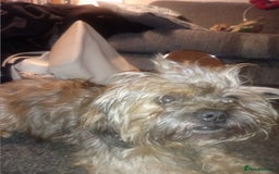 Mixed Breed dogs for sale: Shih Tzu Cross - Image 4