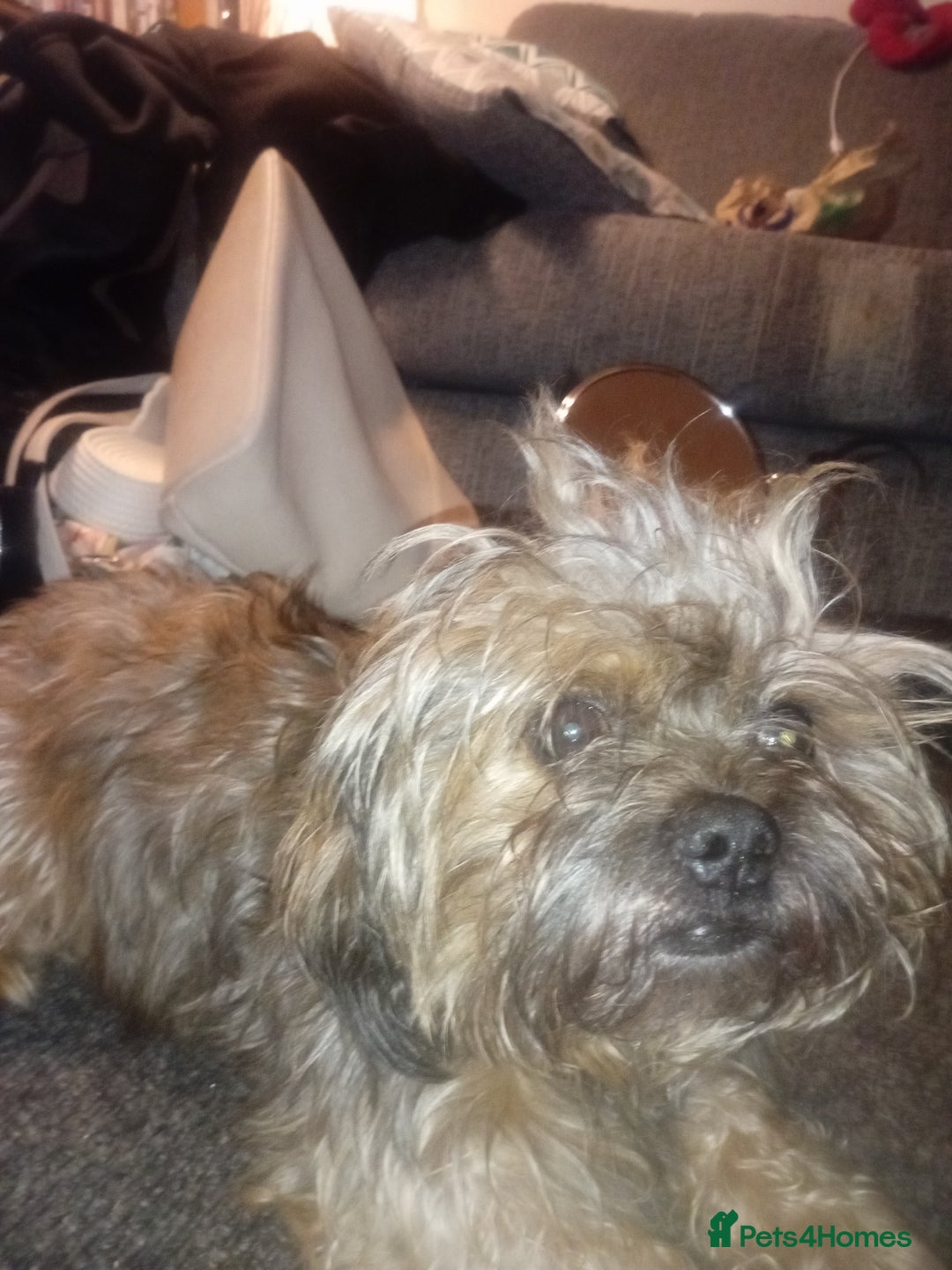 Mixed Breed dogs for sale: Shih Tzu Cross - Image 4