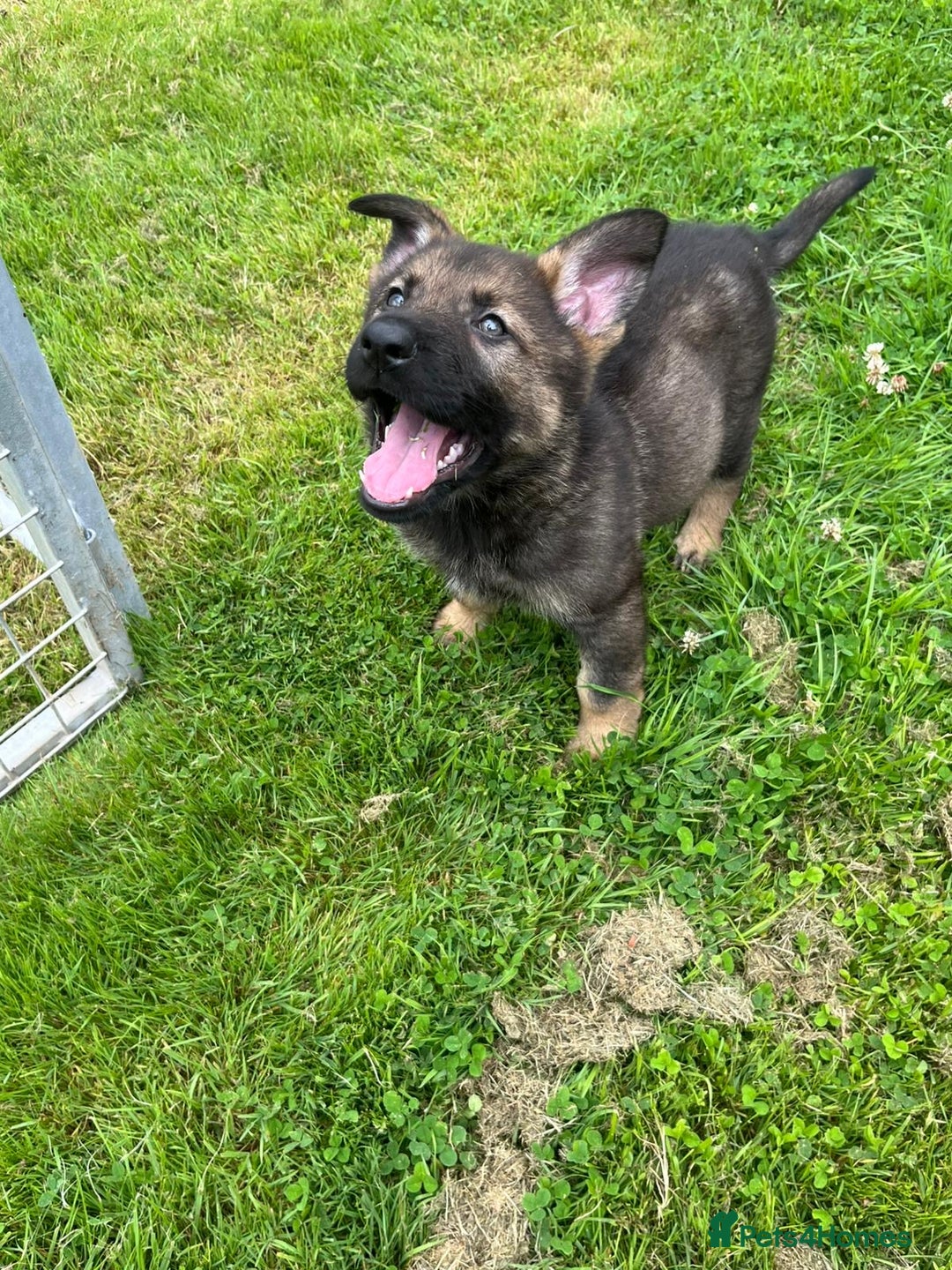 German Shepherd dogs for sale: German Shepherd Pups  - Image 39