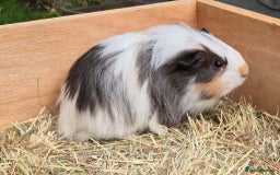 Guinea Pig rodents for sale: Young Guinea Pigs – 3 Litters Ready & Reserve - Image 9