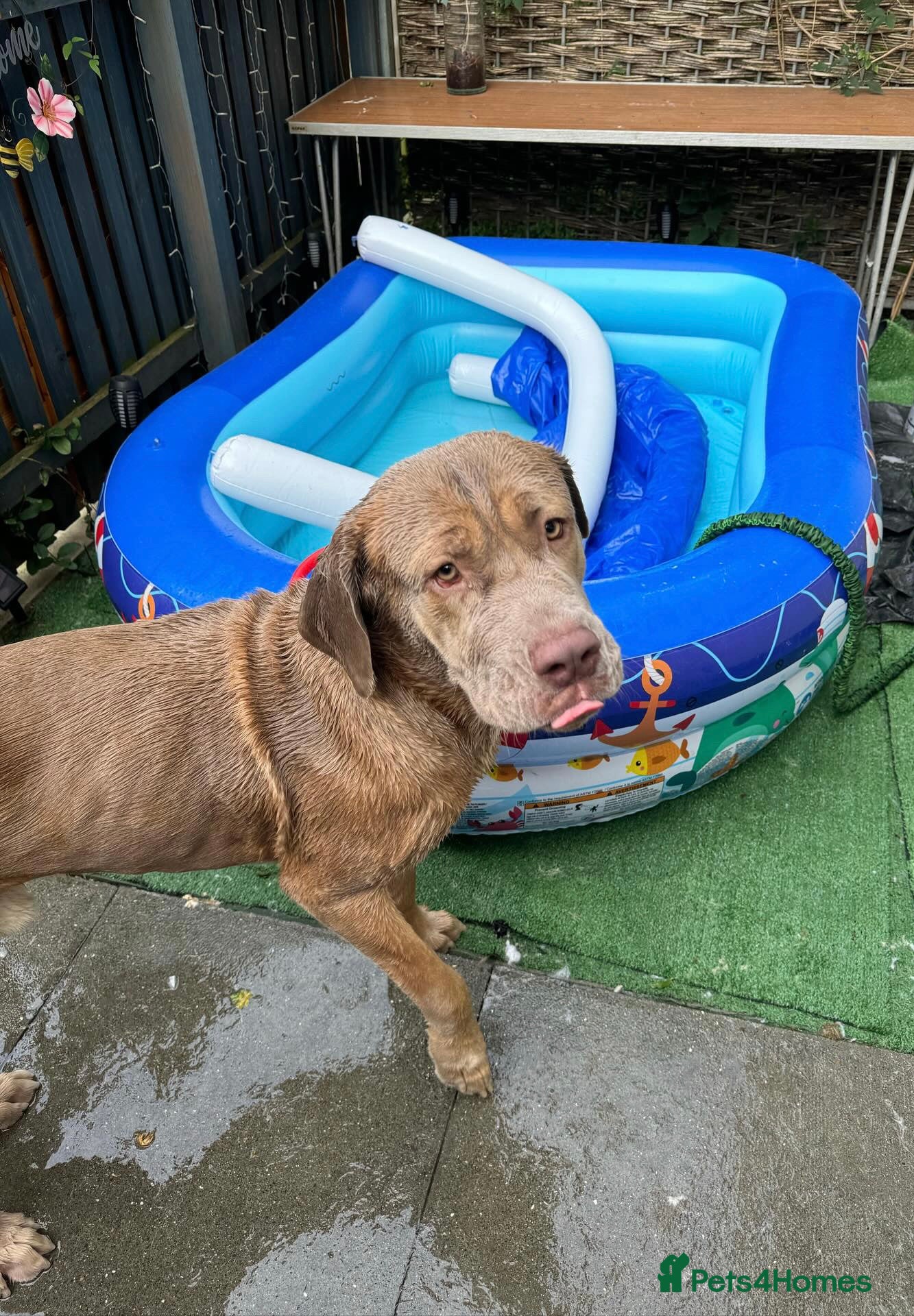 Cane Corso dogs for sale: Beautiful cane corso boy for sale  - Advert 4