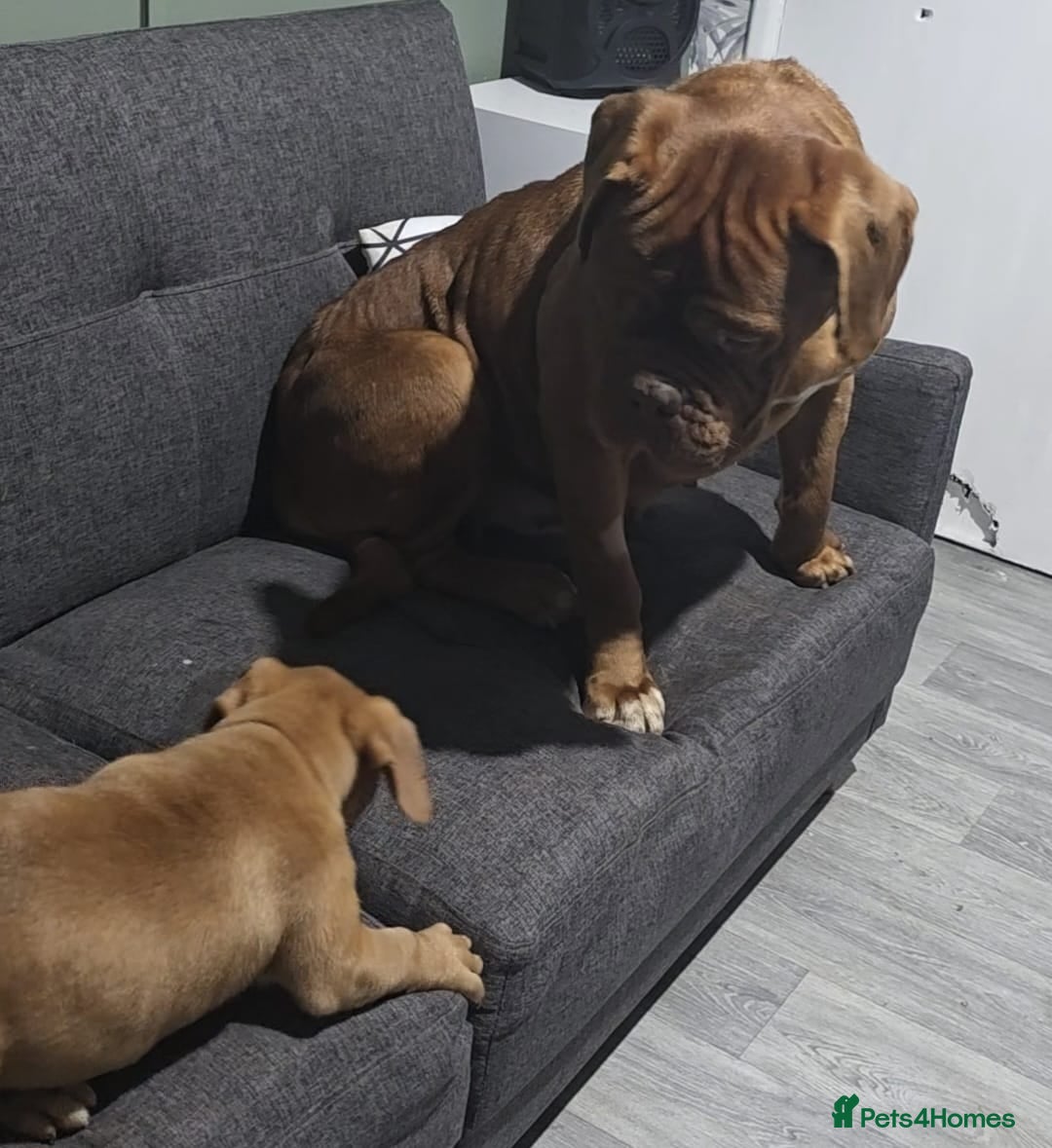 Dogue De Bordeaux dogs KC Dogue De Bordeaux Female pup - Advert 2