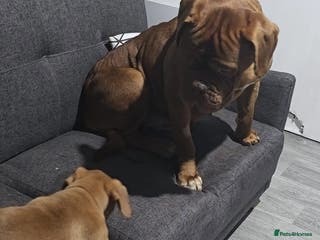 Dogue De Bordeaux dogs KC Dogue De Bordeaux Female pup - Advert 4