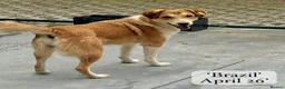 Mixed Breed dogs for adoption: Brazil, 5-6 yrs old. Available for adoption. in Brixham - Advert 17