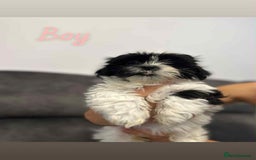 Shih Tzu dogs for sale: 🩷 Beautiful Shitzu Puppies 🩷 - Image 23