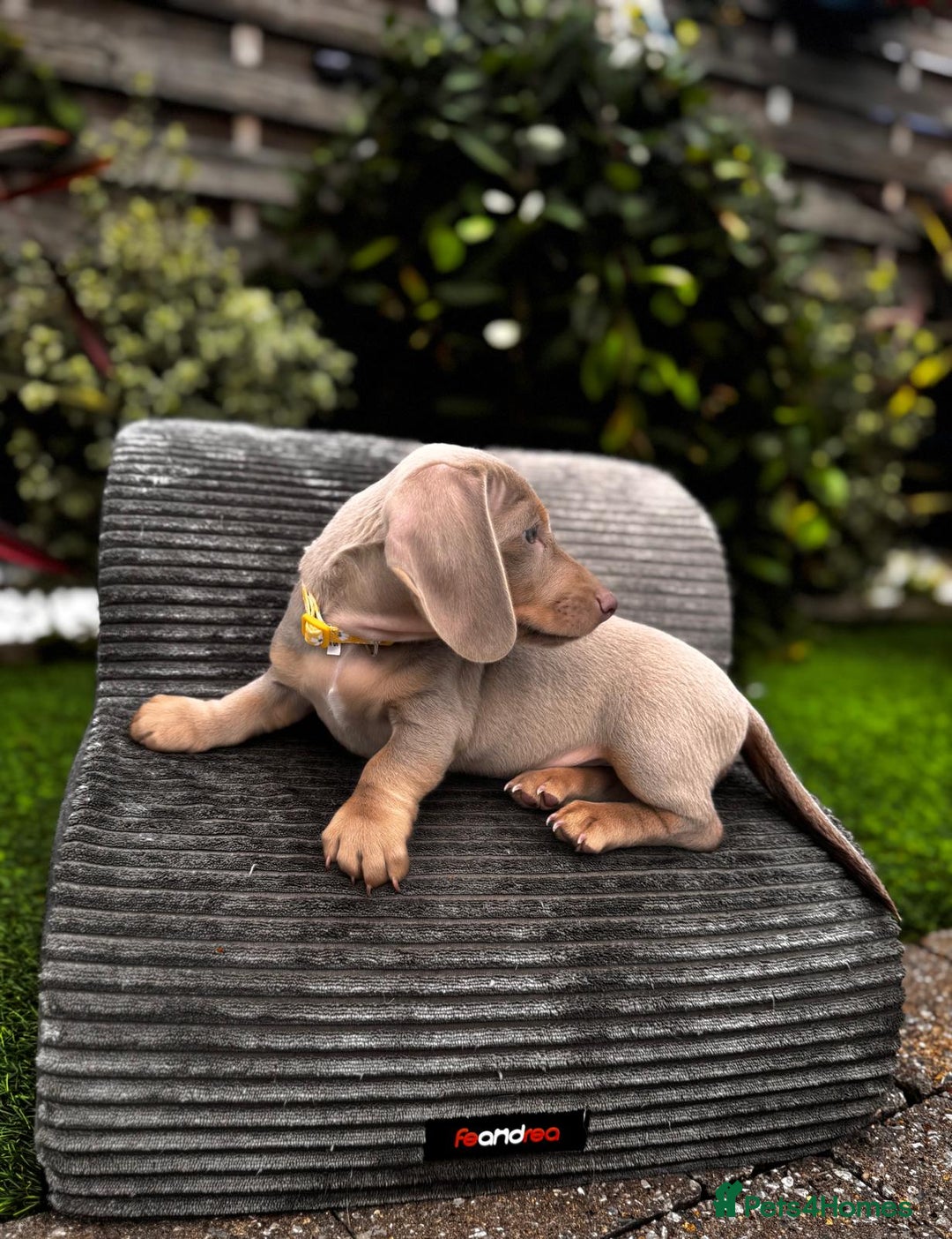 Miniature Dachshund dogs for sale: 💗 READY TO LEAVE - K.C MINIATURE DACHSHUND 💗 - Image 33