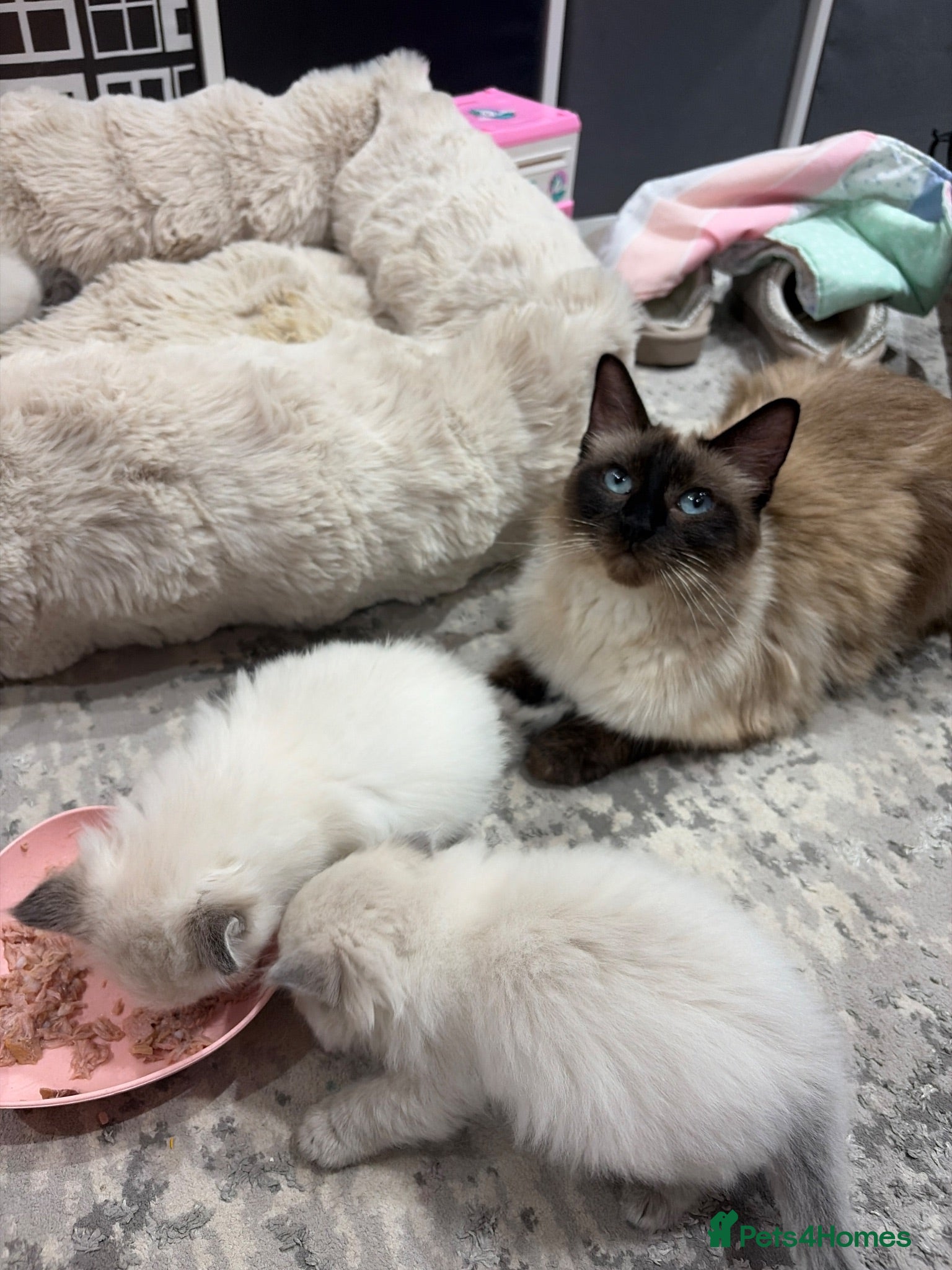 Ragdoll cats Ragdoll kittens - Advert 7