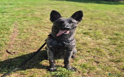 Belgian Shepherd Dog dogs for adoption: RAY - YOUNG MALE DUTCH SHEPHERD  - Image 2