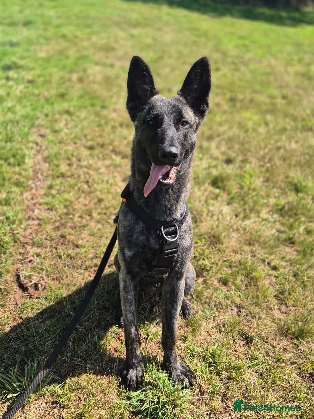 Belgian Shepherd Dog dogs for adoption: RAY - YOUNG MALE DUTCH SHEPHERD  - Image 2