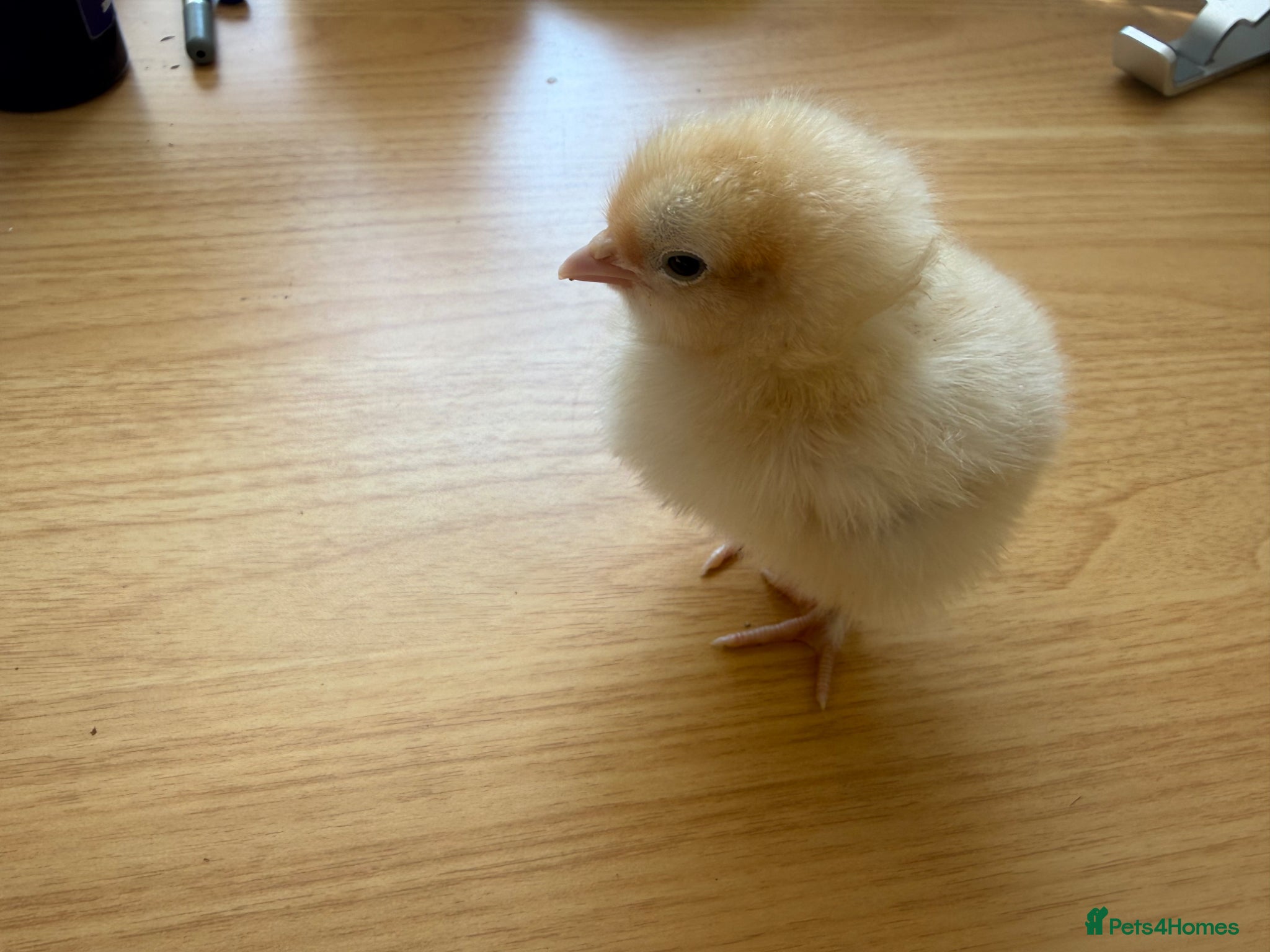 Chickens poultry Day old Buff and Gold Laced Orpington chicks  - Advert 2