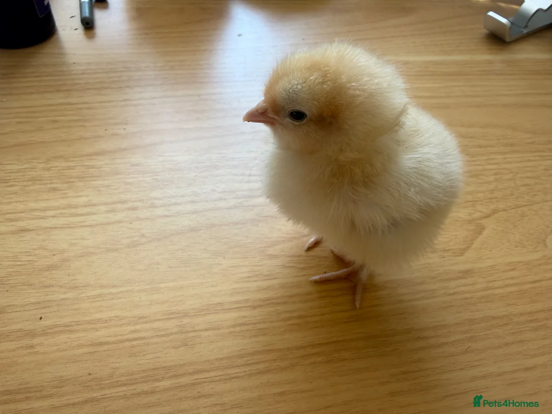 Chickens poultry for sale: Day old Buff and Gold Laced Orpington chicks  - Advert 2