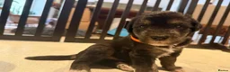 Mixed Breed dogs for sale: Beautiful Beddywhip pups for sale in Sussex in Hove - Advert 14