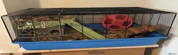 Hamster rodents for sale: Male Syrian hamster in Salisbury - Advert 4